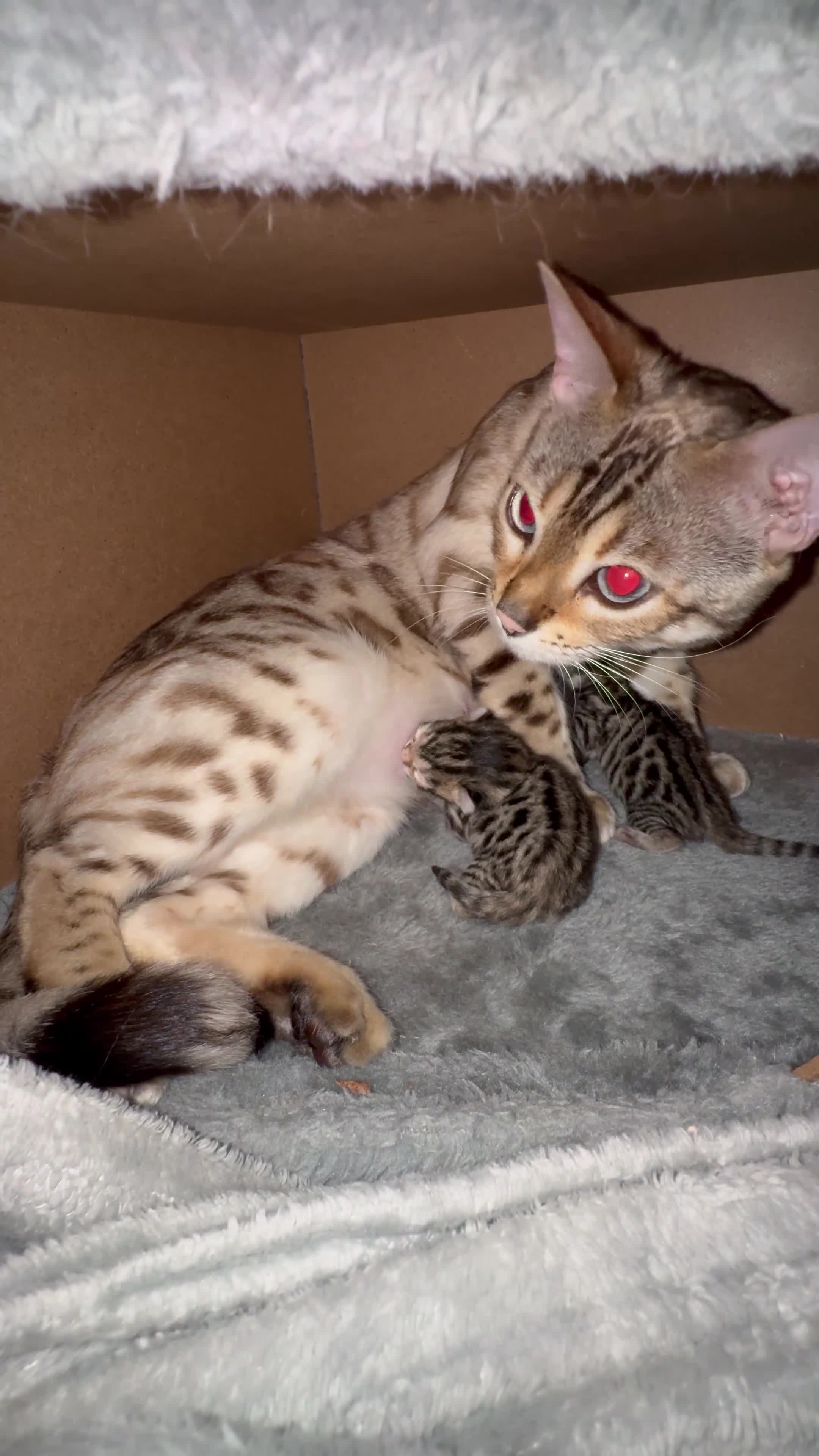 Bengal cats for sale: Ava’s Finest Pure Bengals, THREE Kittens Left. . . in Northampton - Video 2