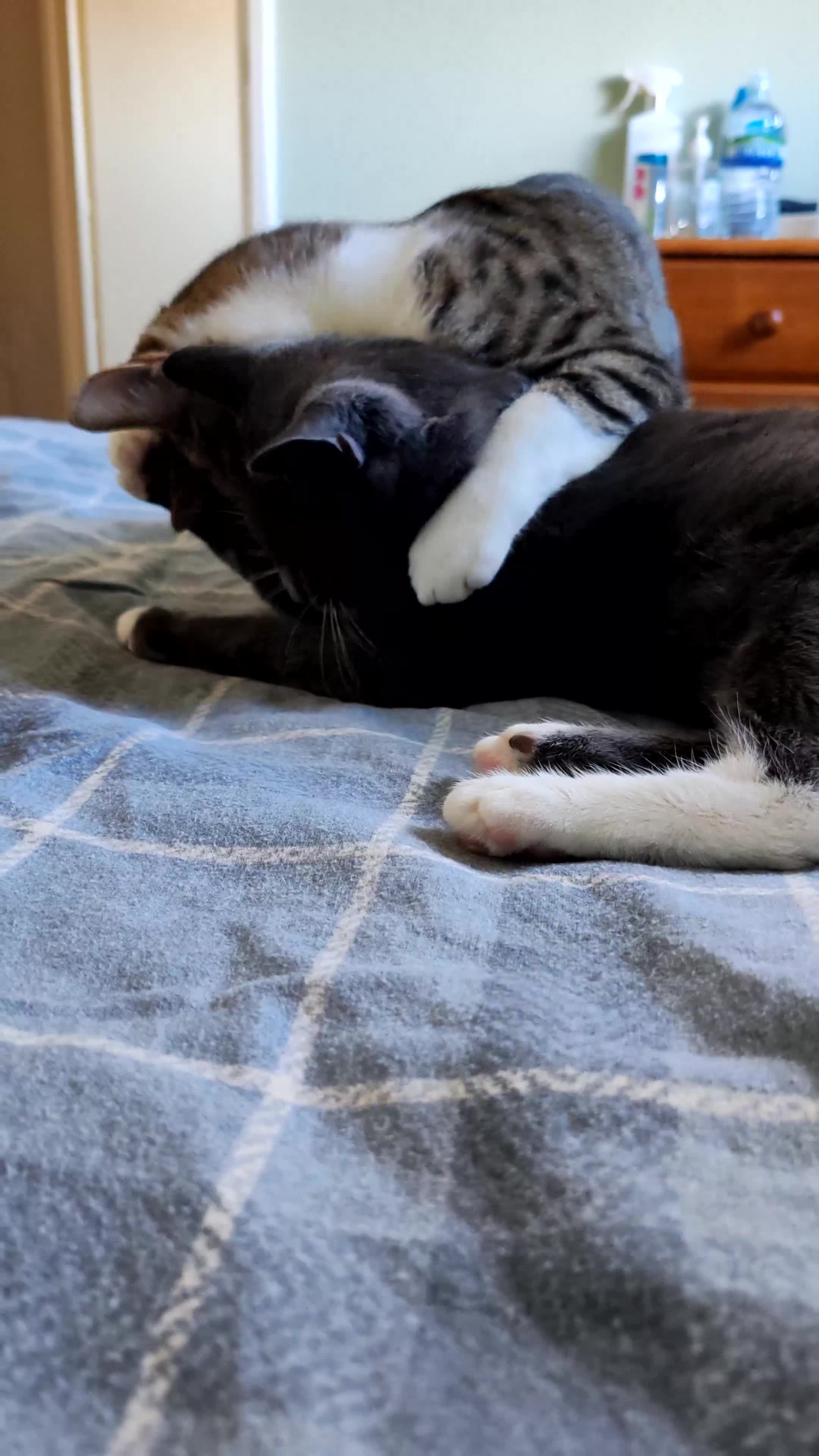 Mixed Breed cats for sale: Grey tuxedo 10 month kitten for a loving home  - Video 1