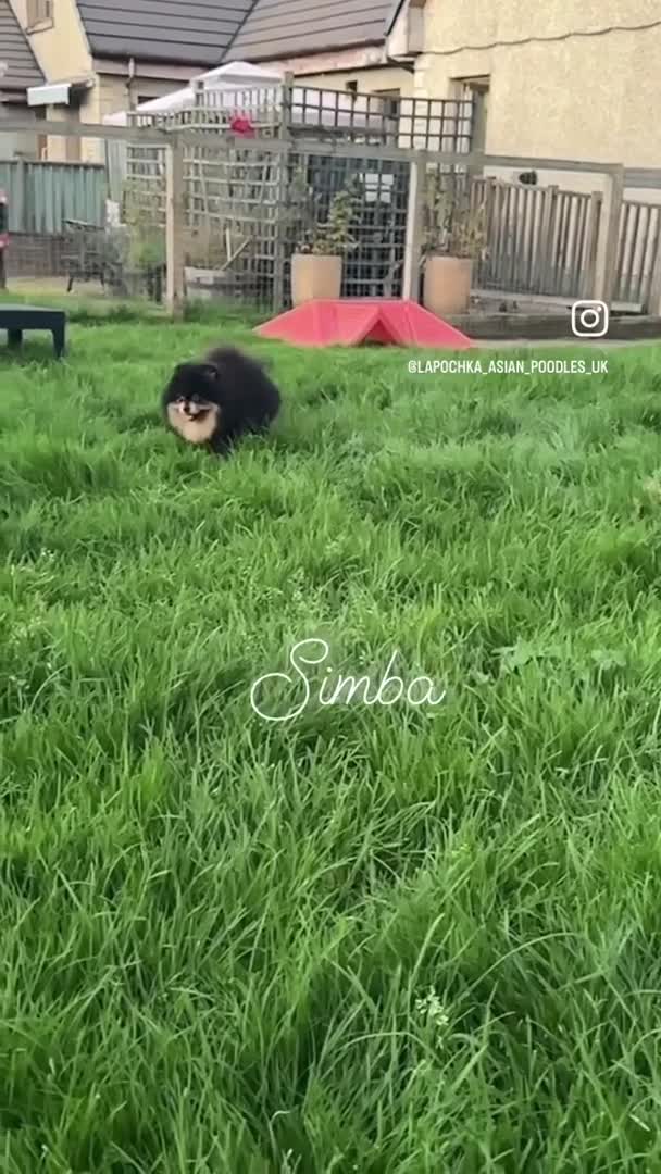 Pomeranian dogs for stud: Black and Tan super coat boy for stud in Lanark - Video 2