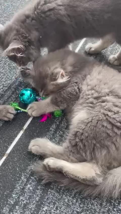 Maine Coon cats for sale: Maine Coon Kittens - Video 1