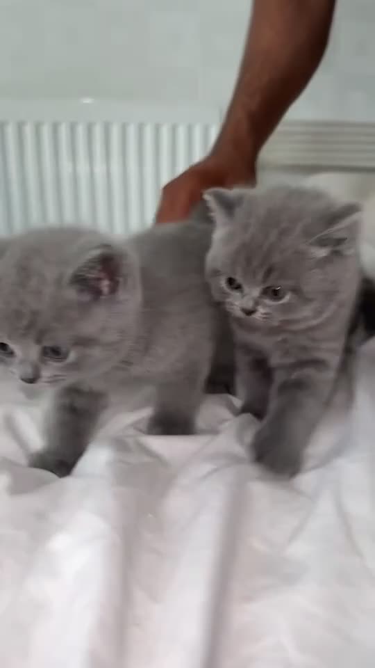 British Shorthair cats for sale: Pure Grey British short hair kittens  - Video 1
