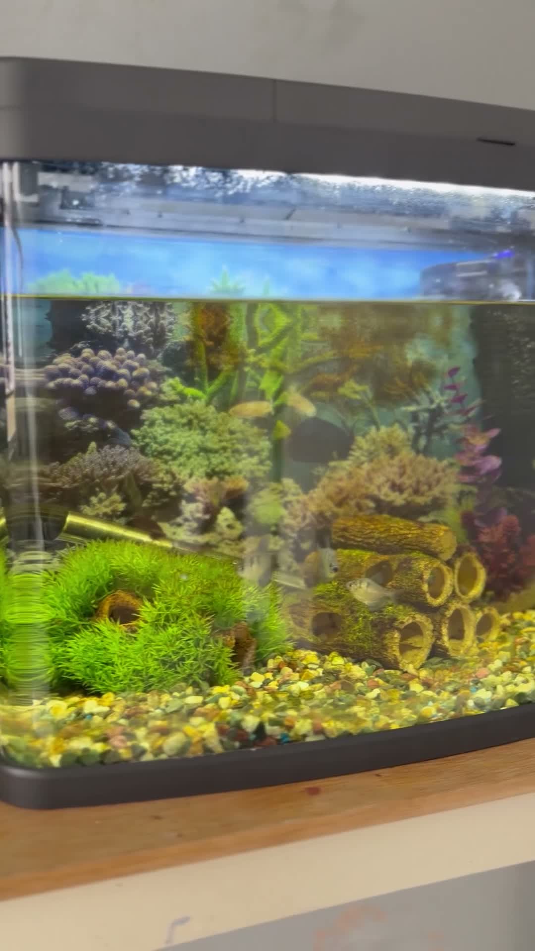 Catfish fish for sale: Full tank set up with 5 fish  - Video 1