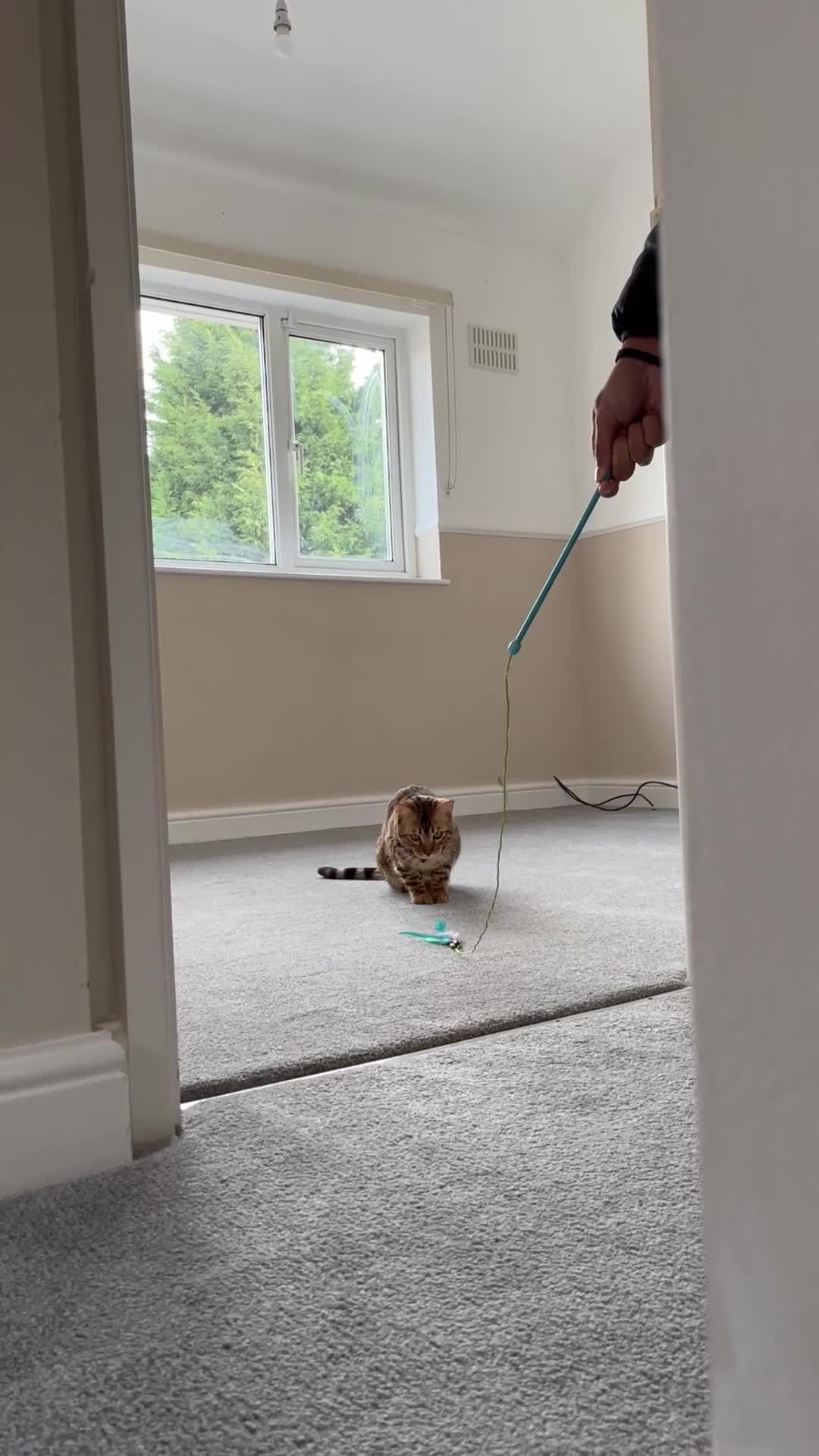 Bengal cats for sale: Bengal Cat For Sale - Video 4