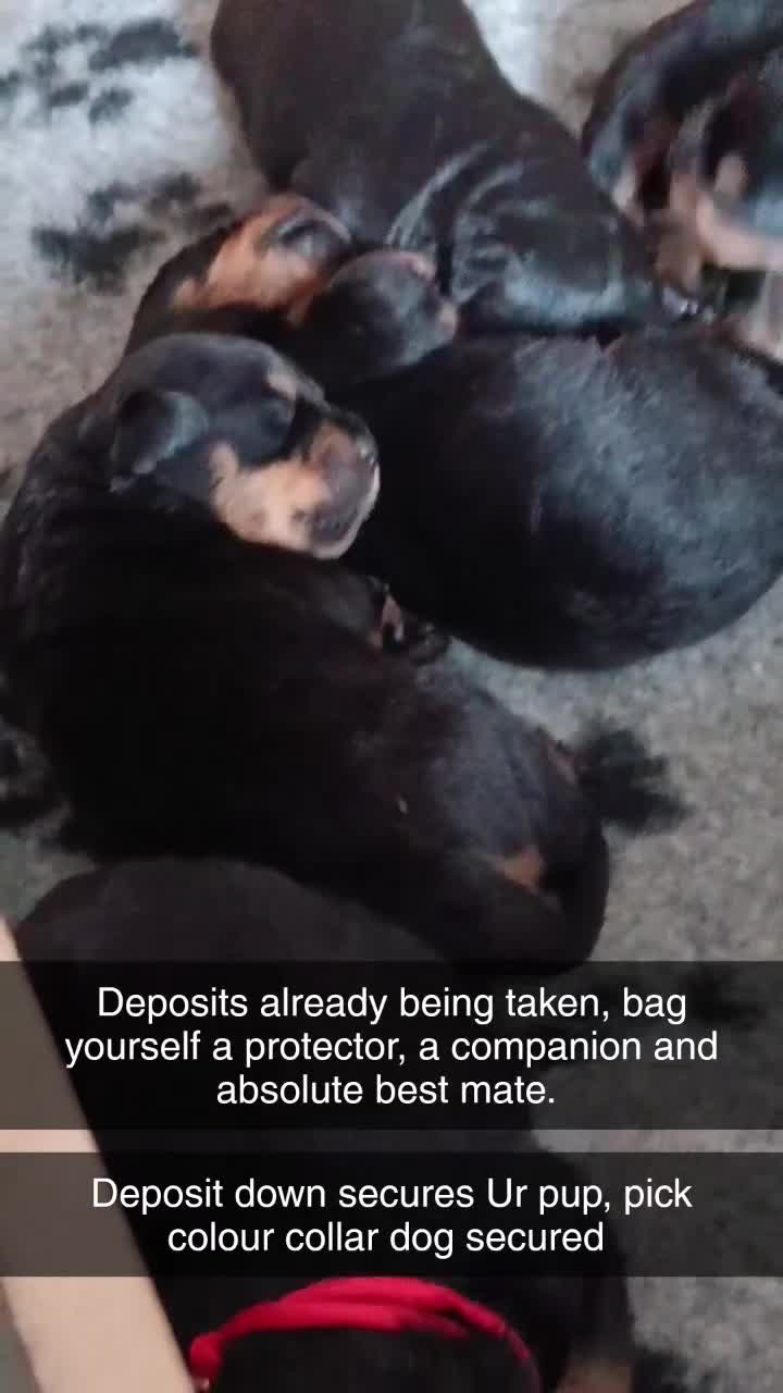 Rottweiler dogs for sale: Exceptional huge Rottweiler pups - Video 1