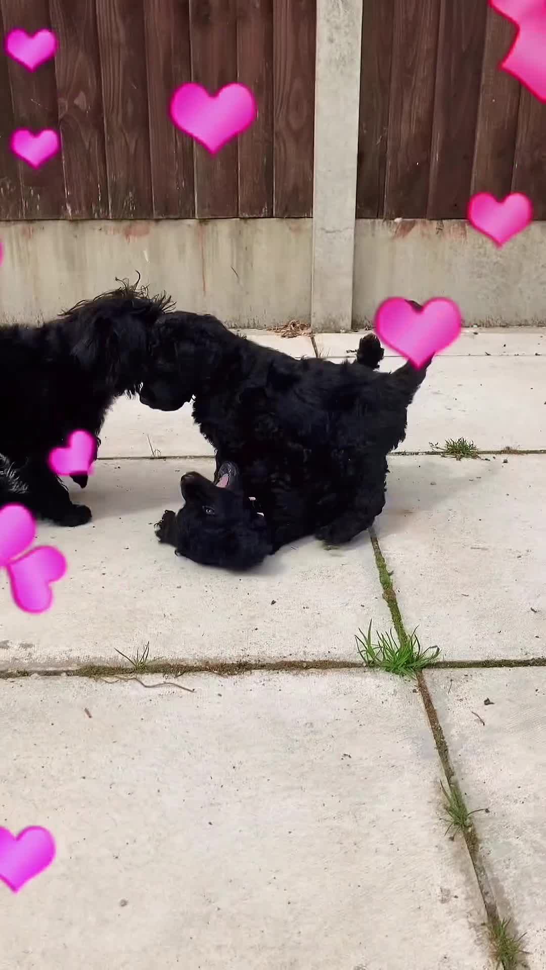 Standard Poodle dogs for sale: Reservation List Open. Standard Poodle Puppies - Video 1
