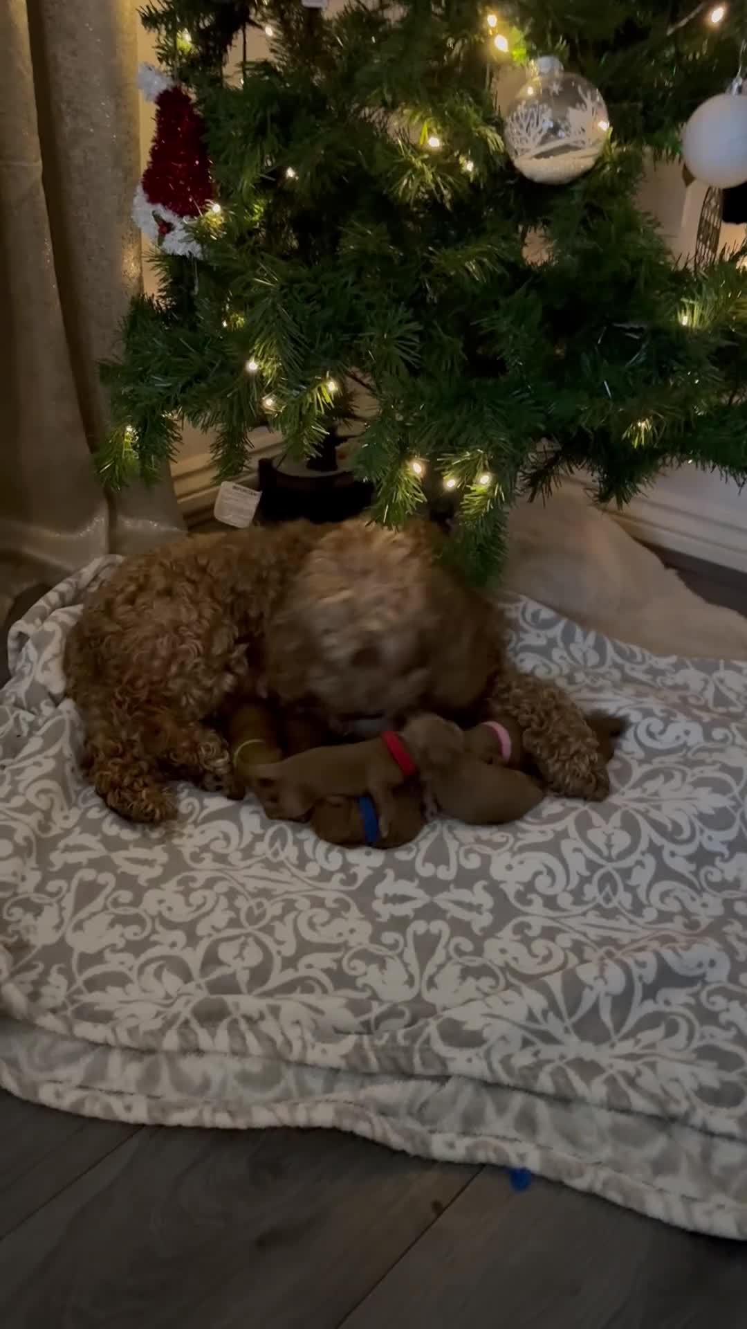 Cockapoo dogs for sale:  F1b Miniature Cockapoo Puppies fox red colour  - Video 1