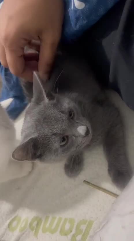 Turkish Angora cats for sale: Beautiful Kittens Looking for Their Forever Homes  - Video 2