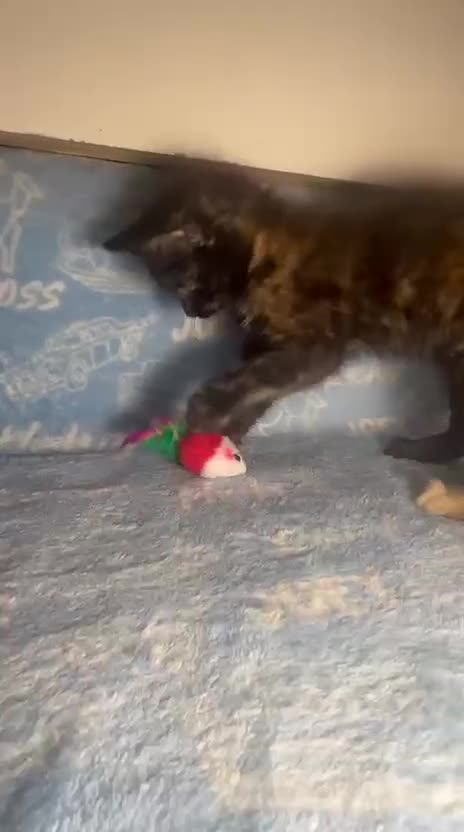 Mixed Breed cats for sale: 3 Lovely Kittens - Video 1