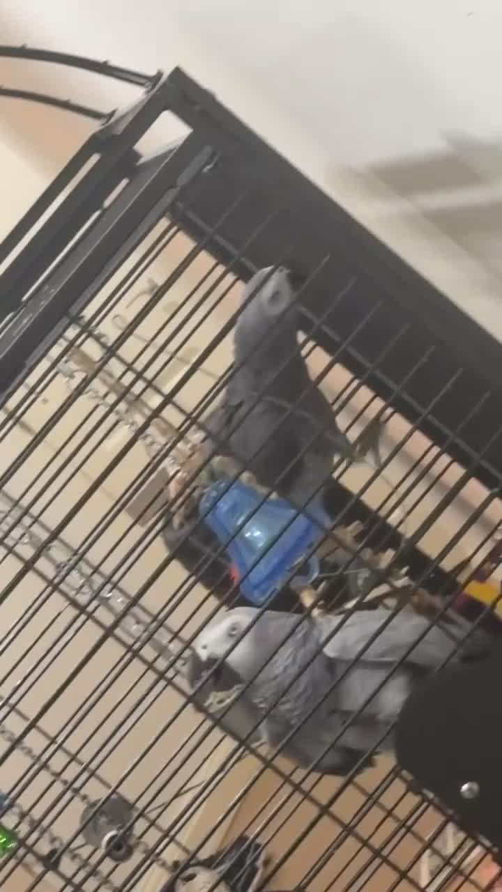 Parrots birds for sale: Breeding pair of African greys in Stockton-on-Tees - Video 2