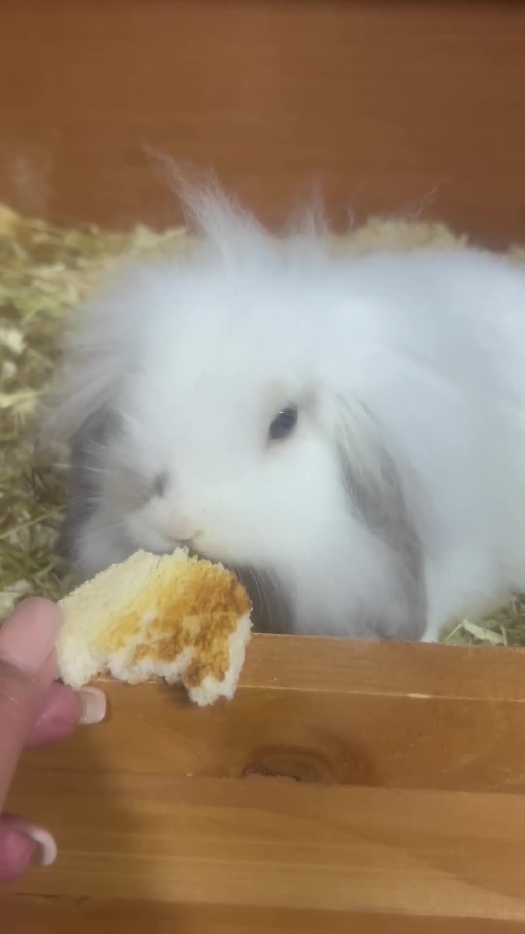 Mini Lion Lop rabbits for sale: Mini lion lop  - Video 1