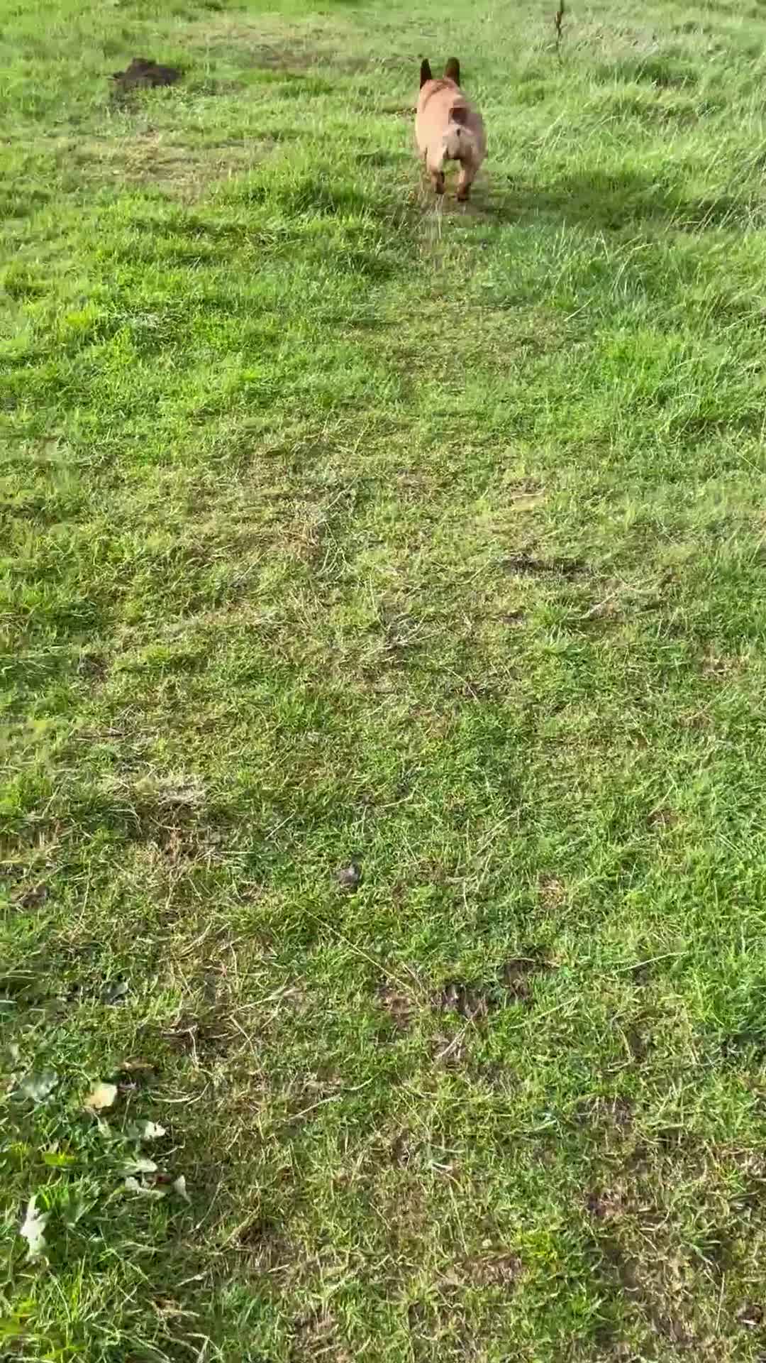 French Bulldog dogs for sale: KC HEALTH TESTED FRENCH BULLDOGS SPAYED GIRLS  - Video 1