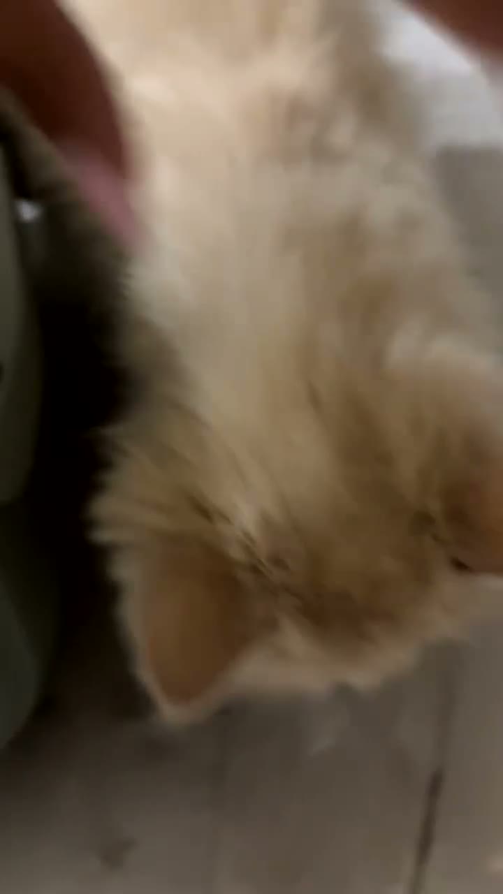 Persian cats for sale: Beautiful cream 4 month female kitten  - Video 4
