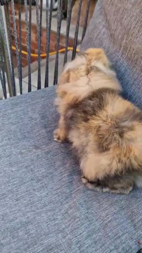 Mini Lop rabbits for sale: 4 x Mini Lion Lop 2 born June 2 born July  - Video 1