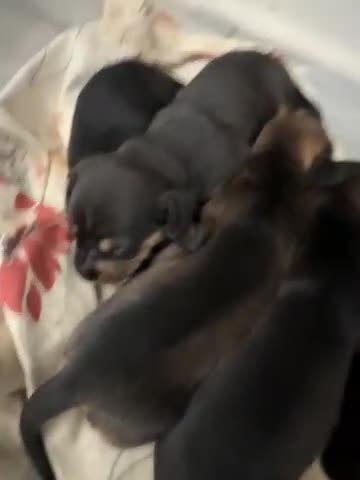 Miniature Dachshund dogs for sale: miniture dacshunds - Video 2
