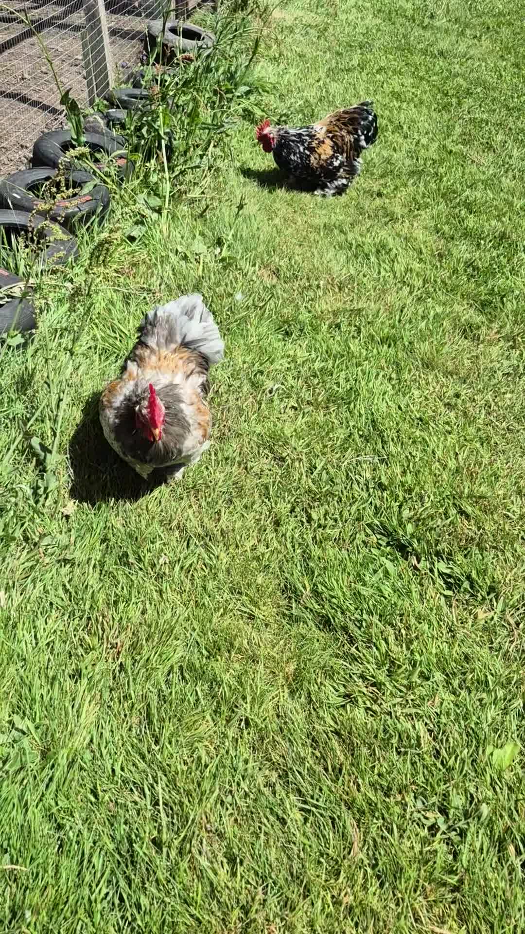 Chickens poultry for sale: Pekin bantam cockerels (various) - Video 2