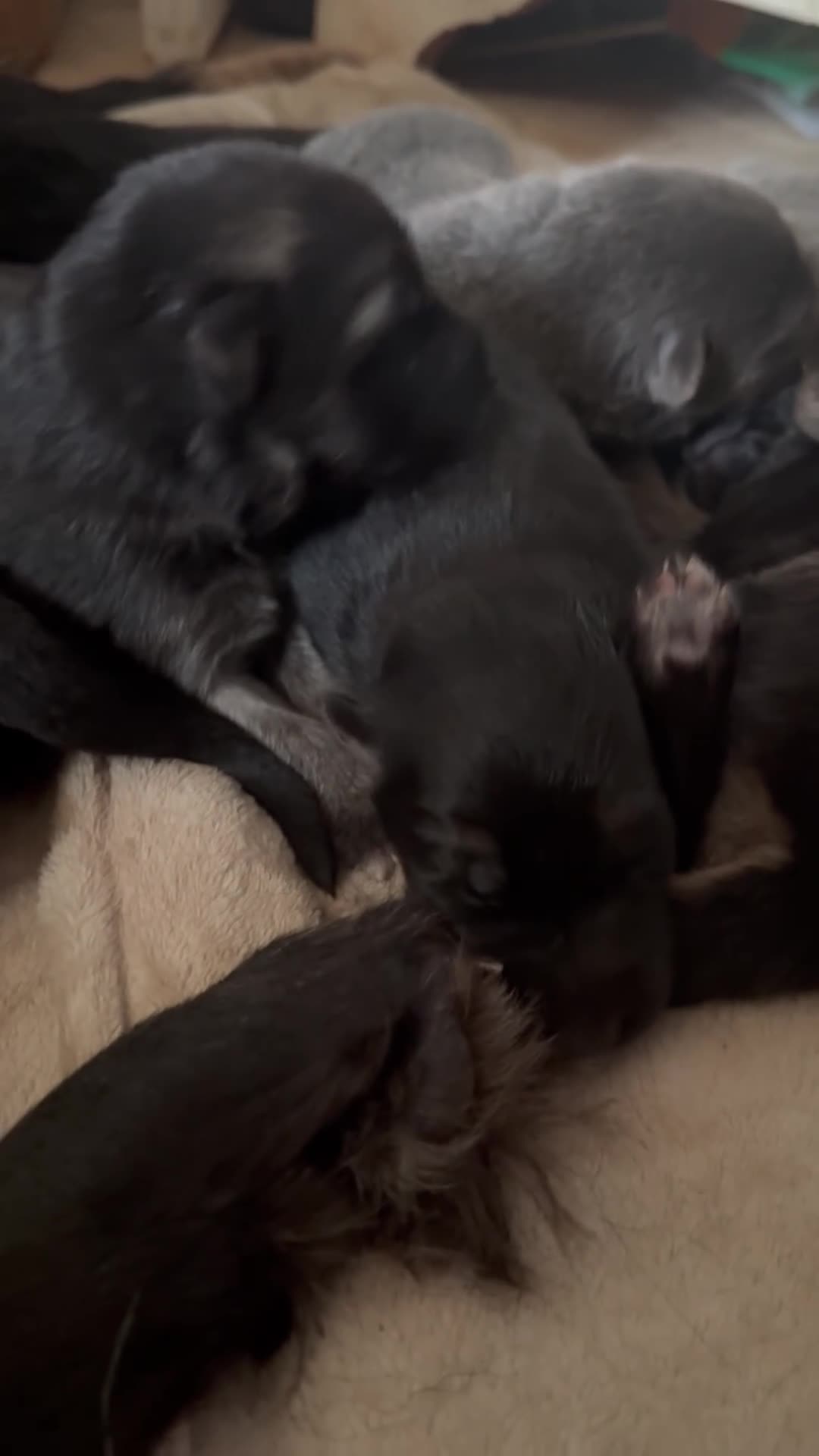German Shepherd dogs for sale: Beautiful Black, Grey, Grey & Tan and Black & Tans in Richmond - Video 4