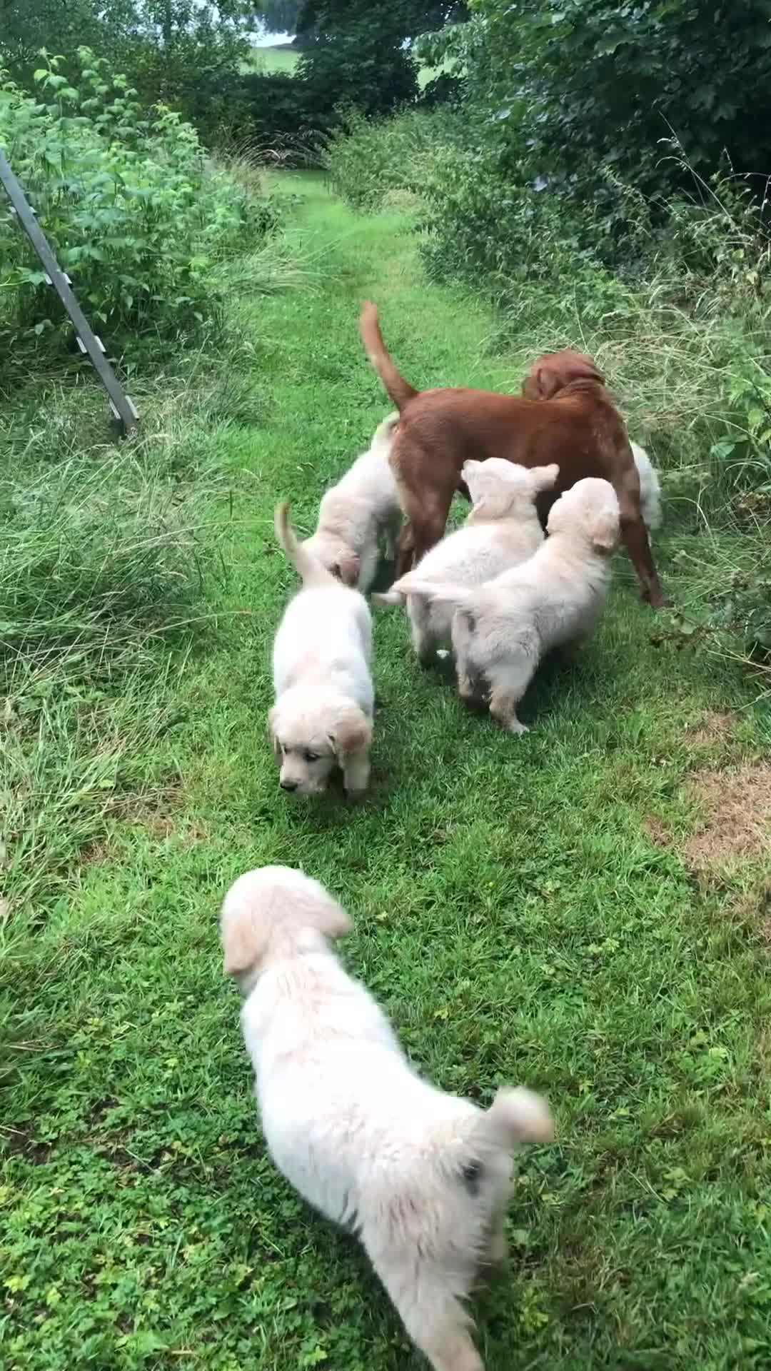 Golden Retriever dogs for sale: Quality KC puppies from health tested parents  - Video 2