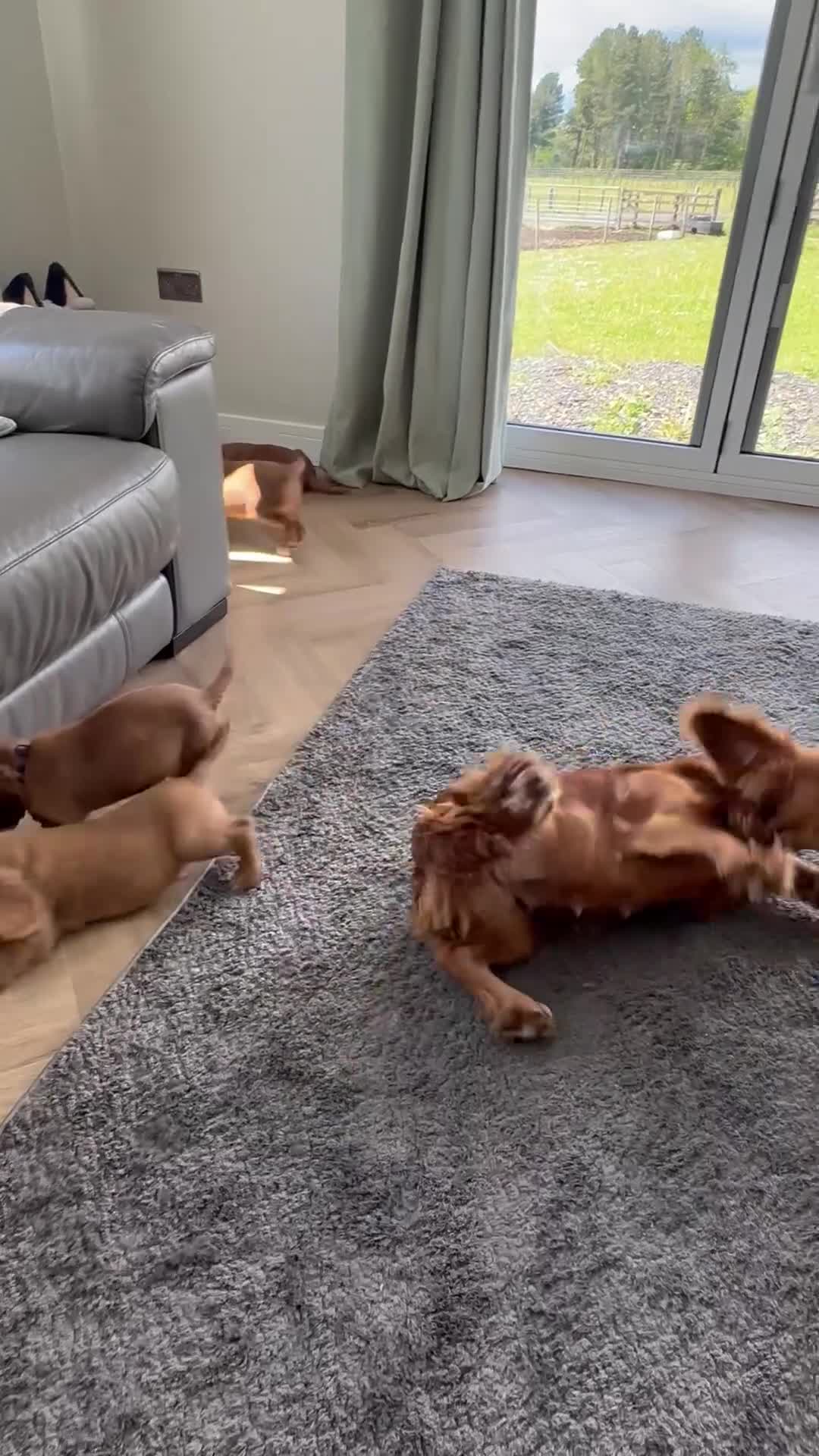 Cocker Spaniel dogs for sale: KC REGISTERED COCKER SPANIEL PUPPIES - Video 1