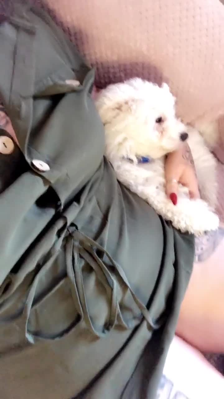 Bichon Frise dogs for sale: Bichon frise 4 year old male stud for sale - Video 2