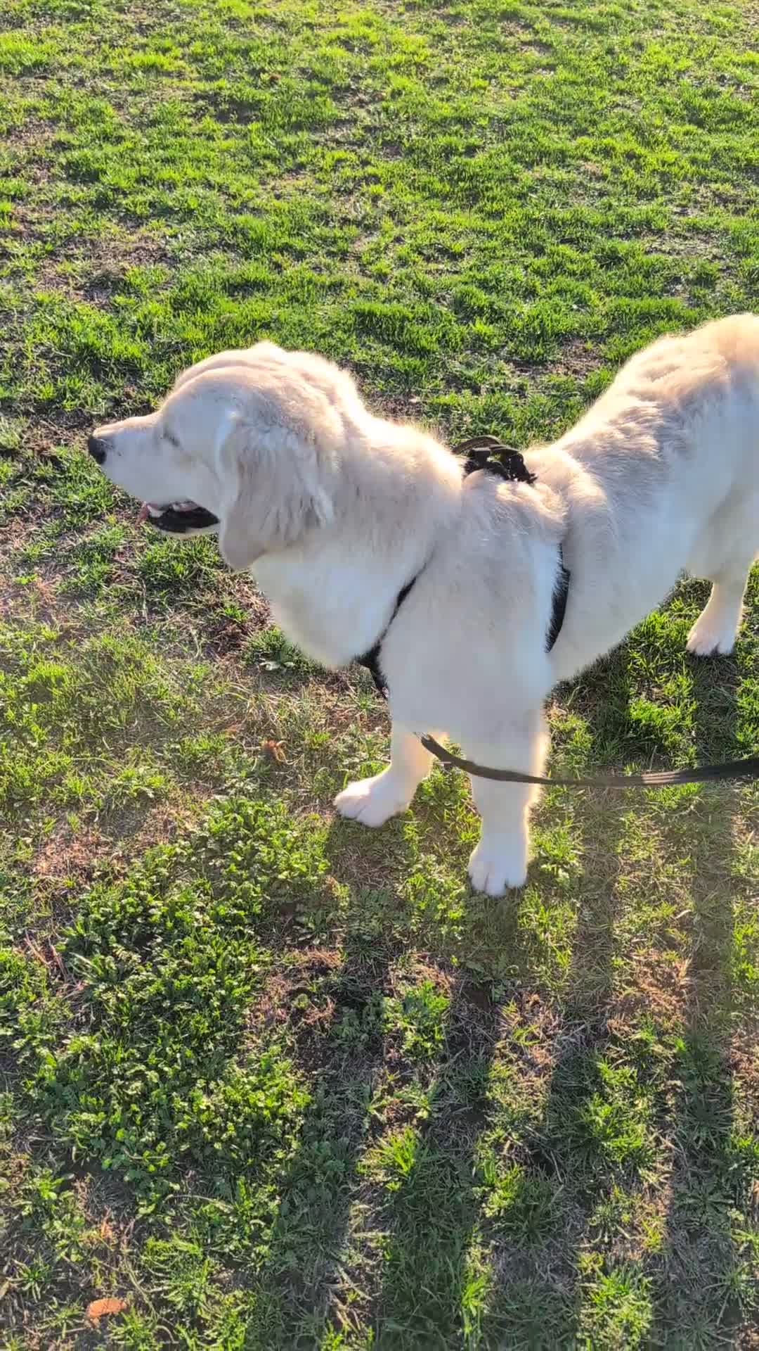 Golden Retriever dogs for sale: Mr Neo - Video 1