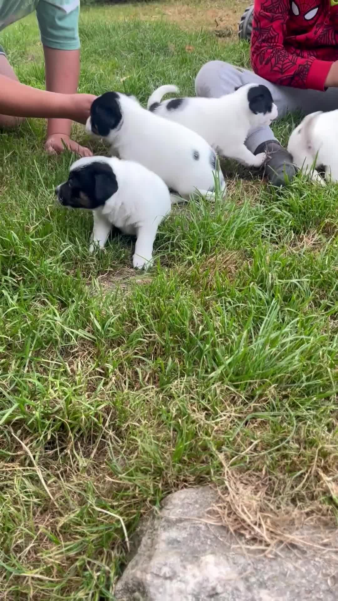 Jack Russell dogs for sale: 3 Jack Russell Boys - Video 1