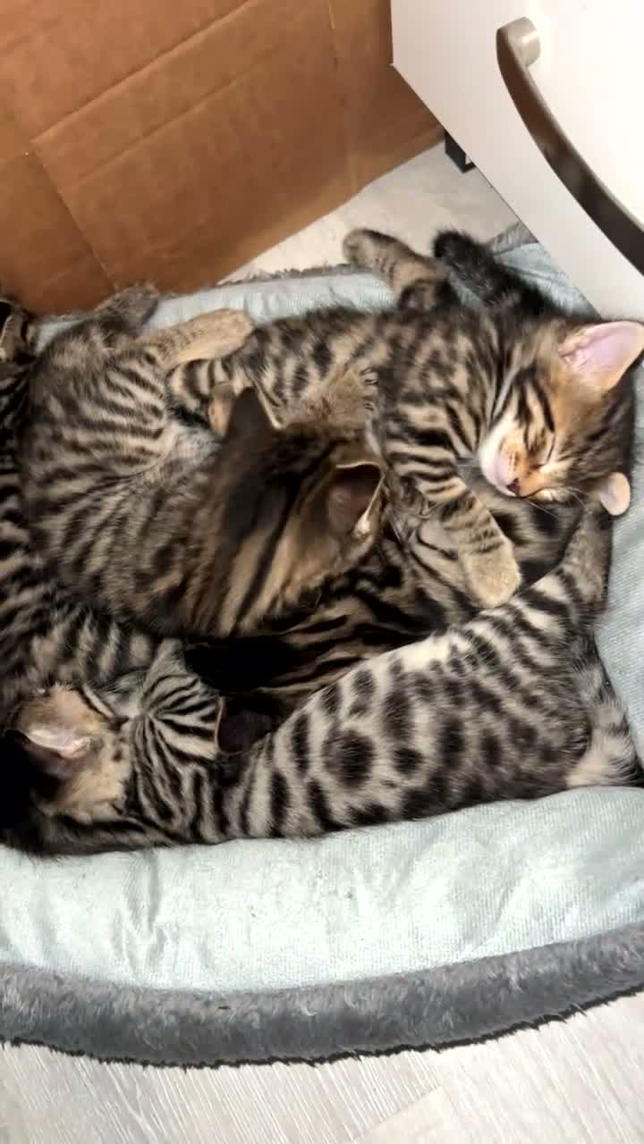 Bengal cats for sale: 3/4 bengal, 1/4 rag doll  in Birmingham - Video 1