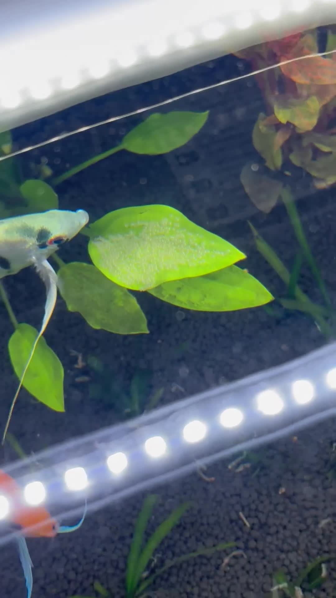 Angelfish fish for sale: Breeding Group Angelfish  - Video 2