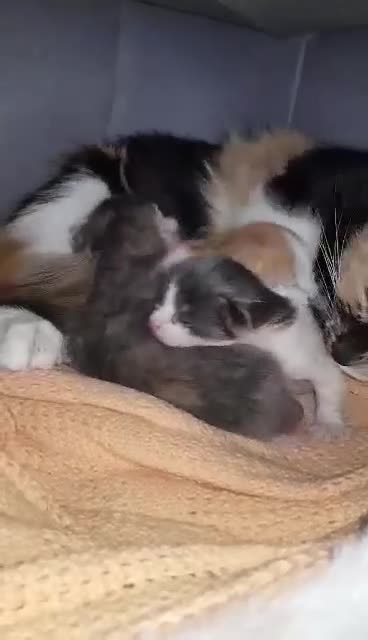 British Shorthair cats for sale: Kittens  - Video 2