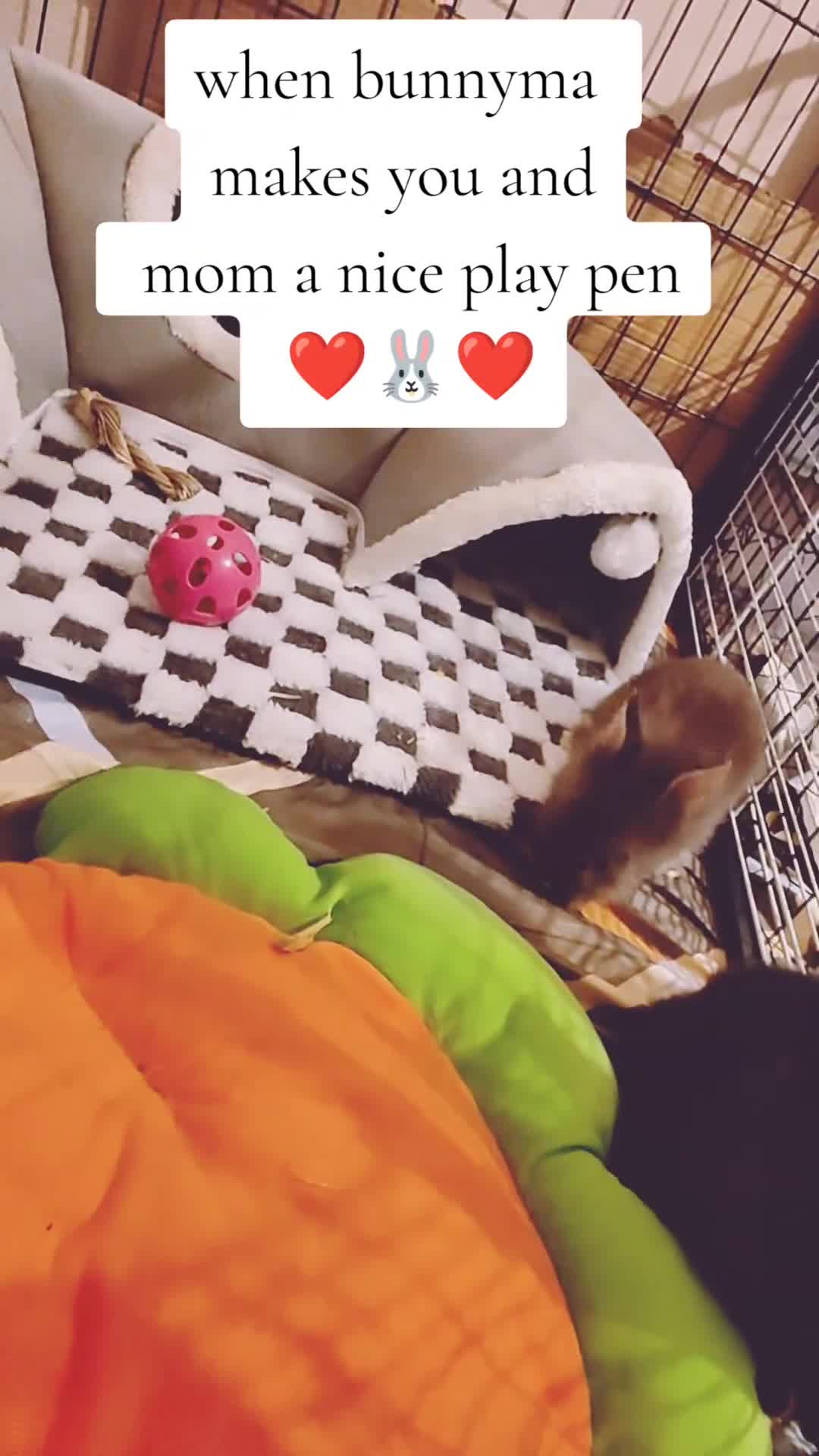 Lionhead rabbits for sale: Pedigree Lionhead Baby rabbits - Video 1