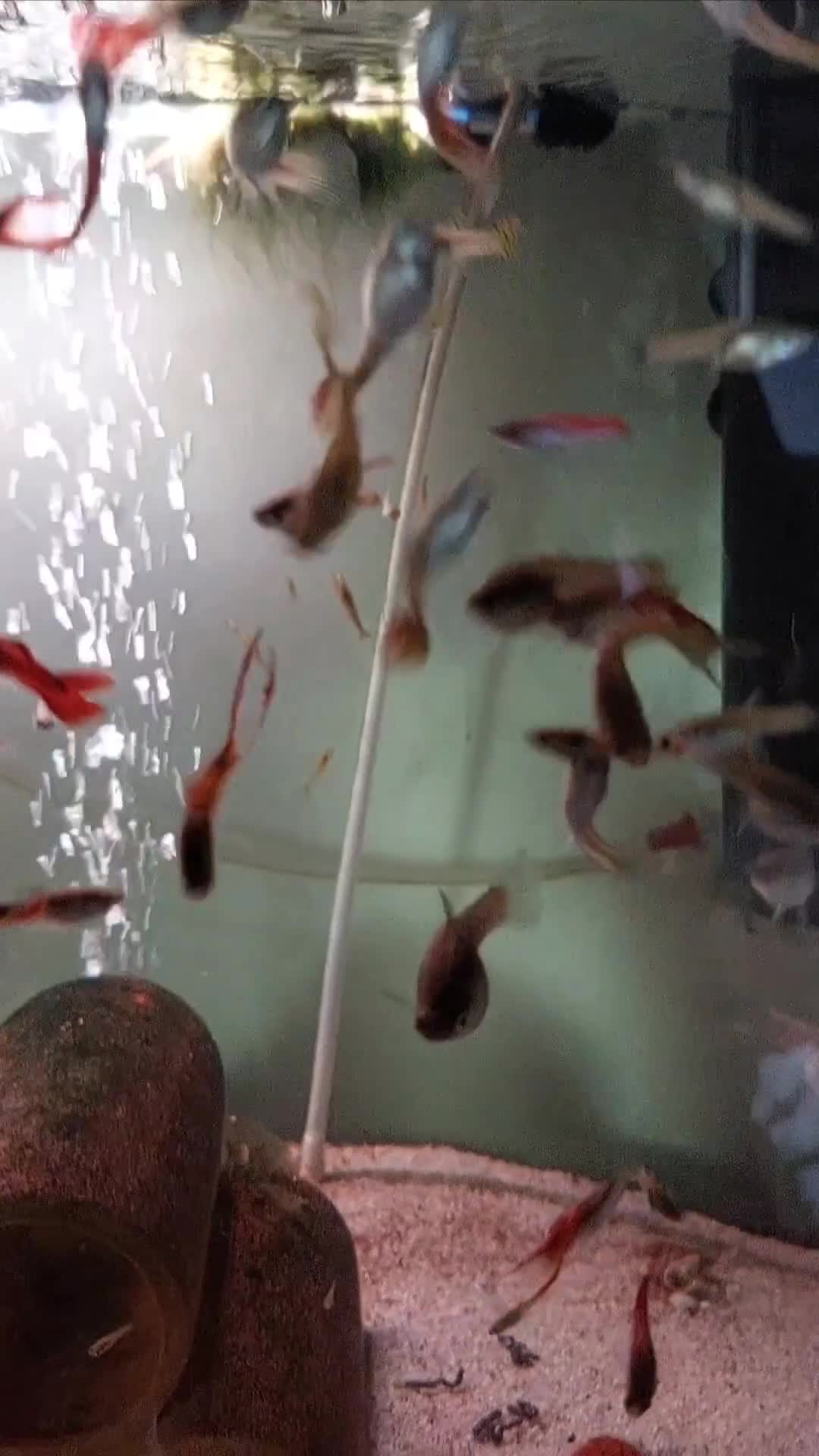 Live Bearers fish for sale: Beautiful assorted young guppies (priced per 5) - Video 1
