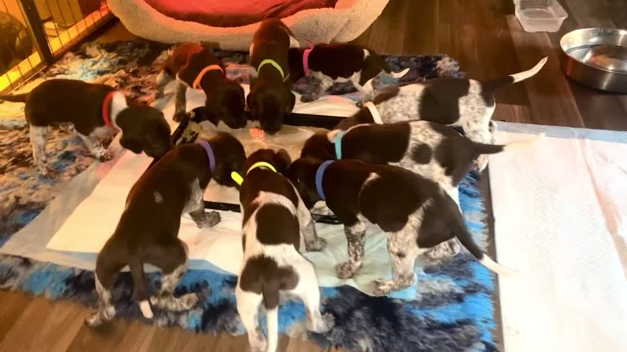 German Shorthaired Pointer dogs for sale: SENSEI-SAINTS German Shorthaired Pointers - Video 2