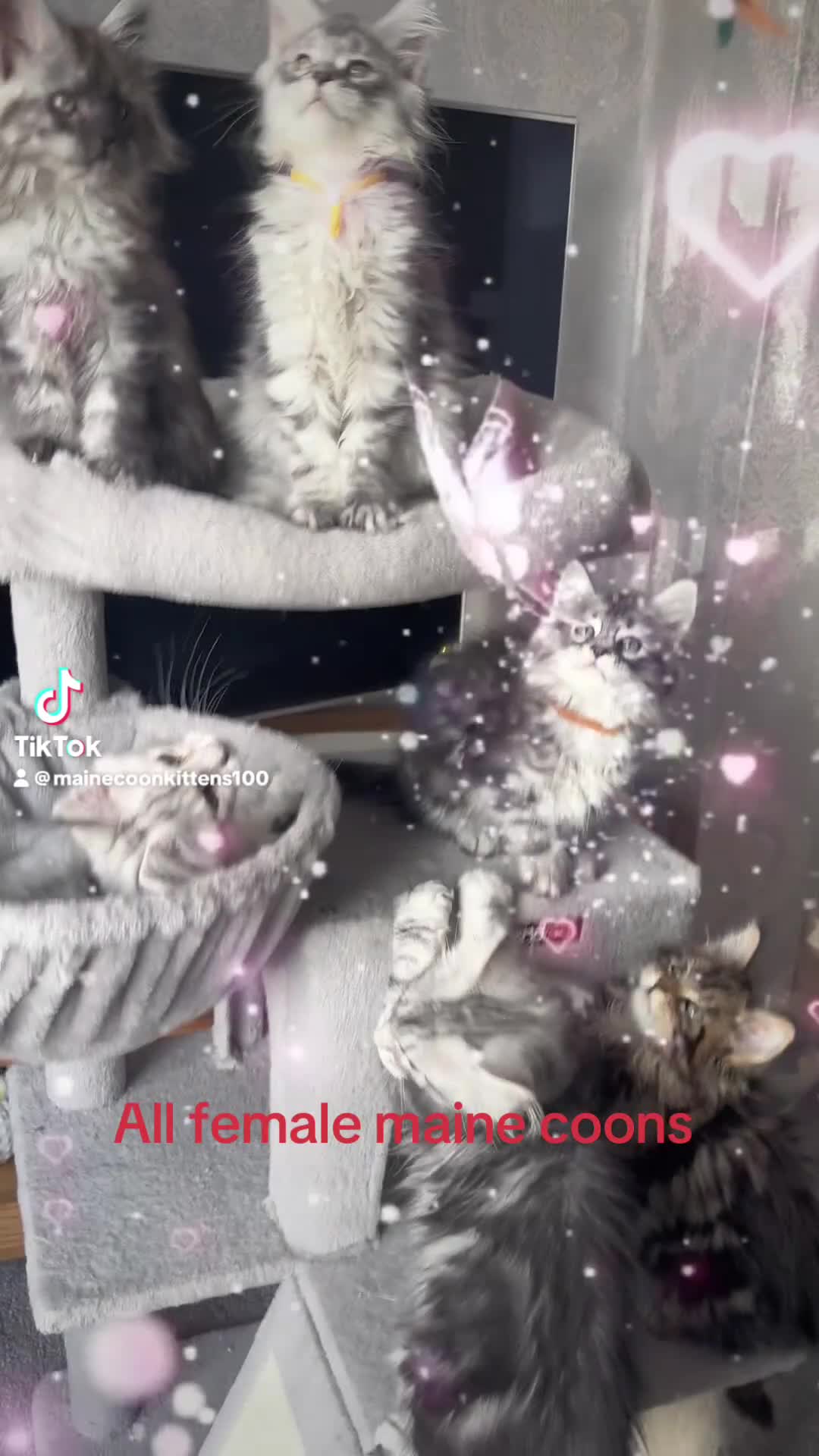 Maine Coon cats for sale: Several litters of Outstanding pedigree kittens  - Video 2
