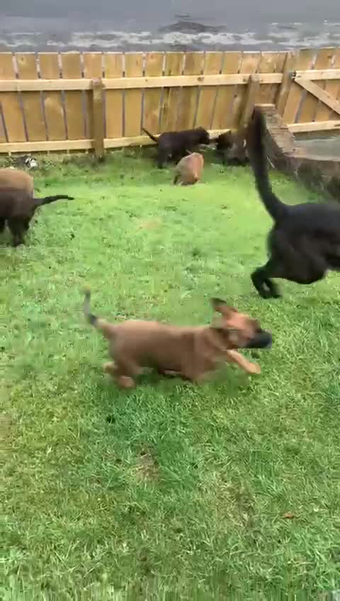 Belgian Shepherd Dog dogs for sale: Dutch shepherd  - Video 2