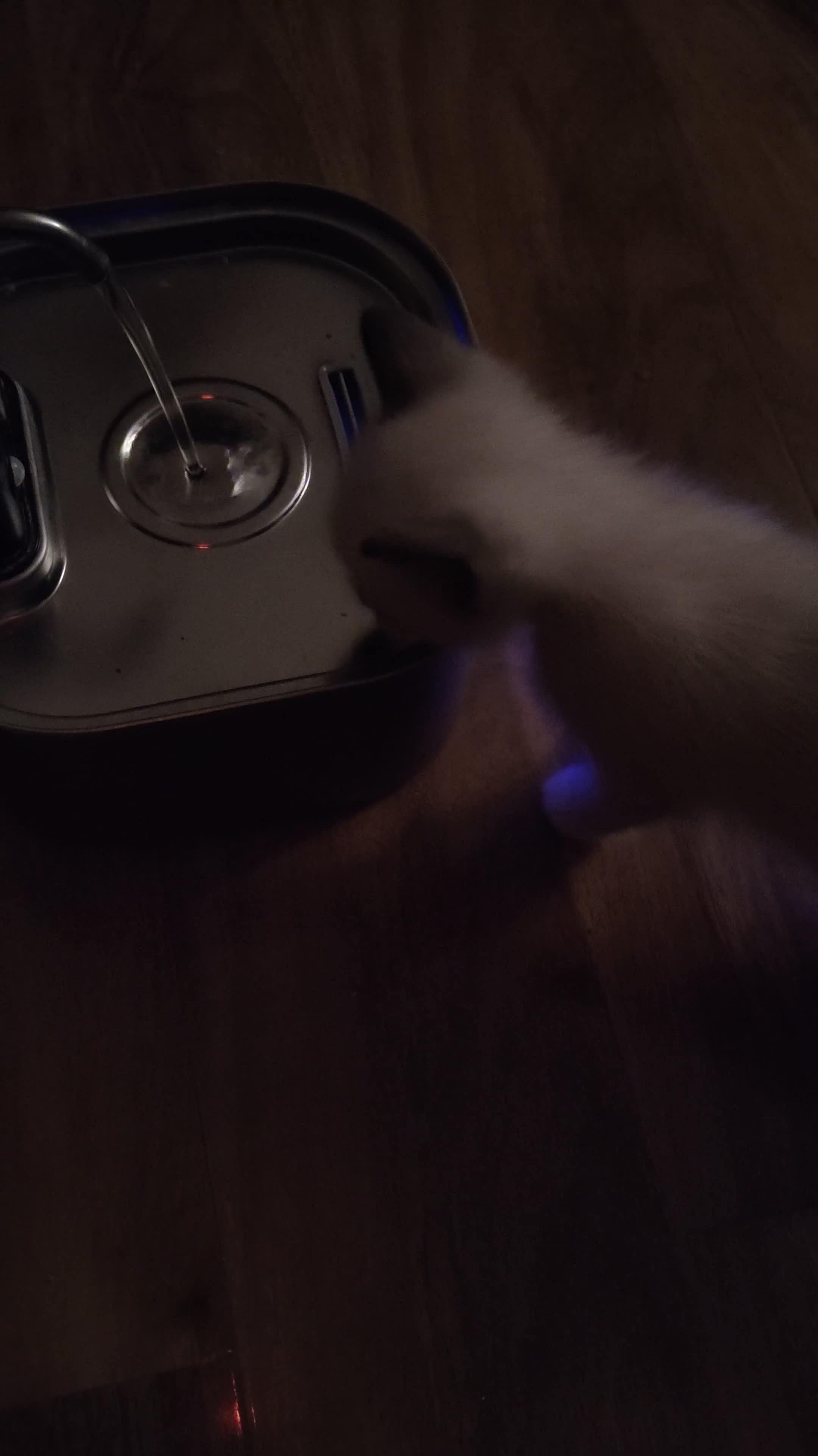 Siamese cats for sale: Siamese crosed with Ragdol - Video 1