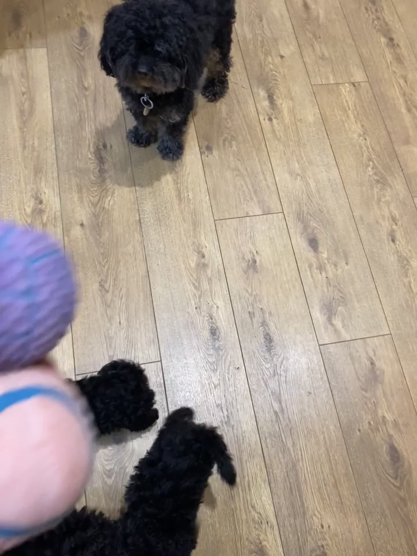 Cockapoo dogs for sale: Ready Now f1b Black & Brown Cockapoo Puppies! 🐾 in Scarborough - Video 3