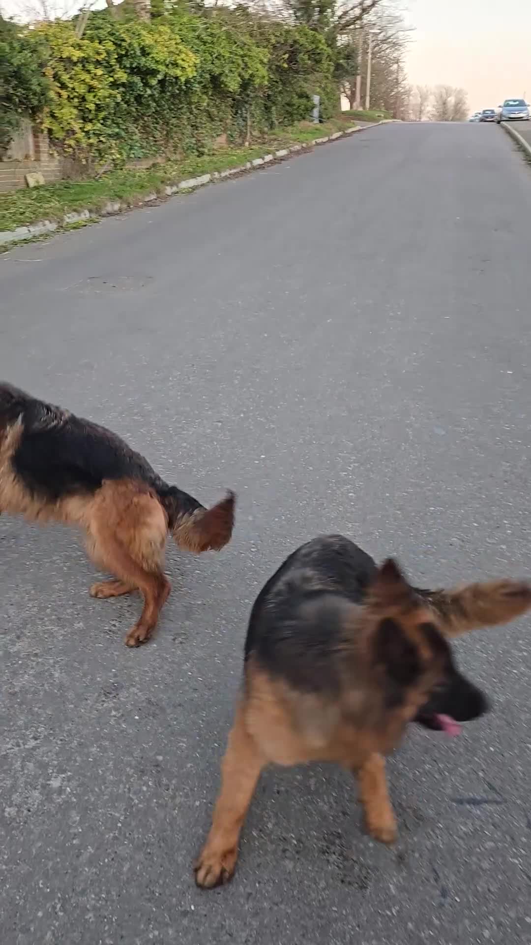 German Shepherd dogs for sale: 4 years and a half quality GSD female for sale - Video 2