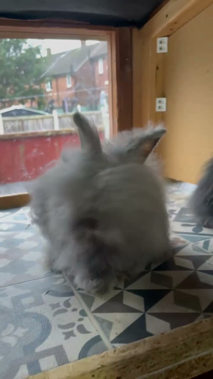 Netherland Dwarf rabbits for sale: ⭐️ Baby Angora x Lionheads looking for new home ⭐️ - Video 1