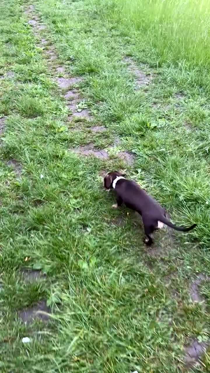 Miniature Dachshund dogs for sale: 7 months old female - Video 1