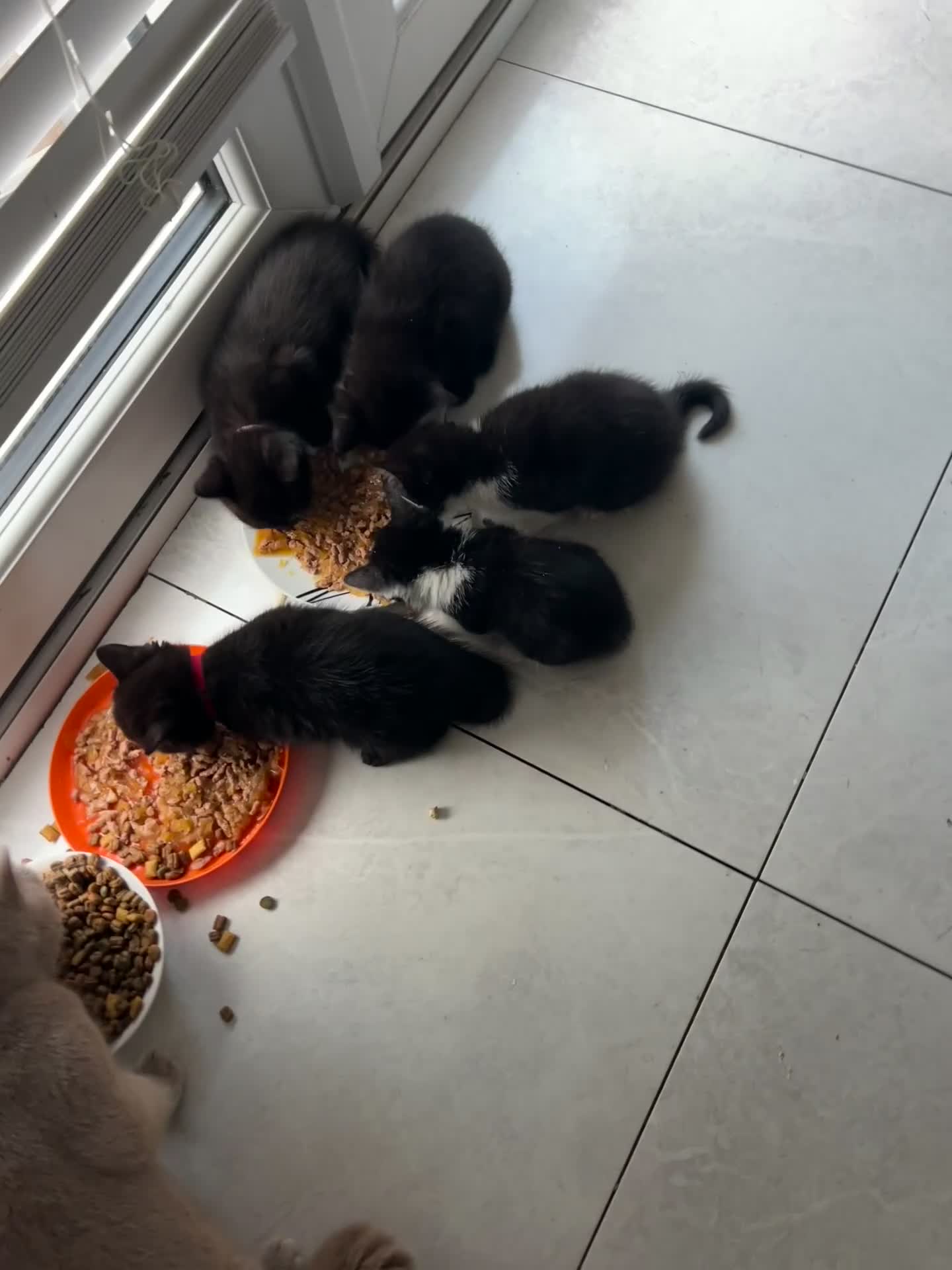 British Shorthair cats for sale: kittens liverpool - Video 2