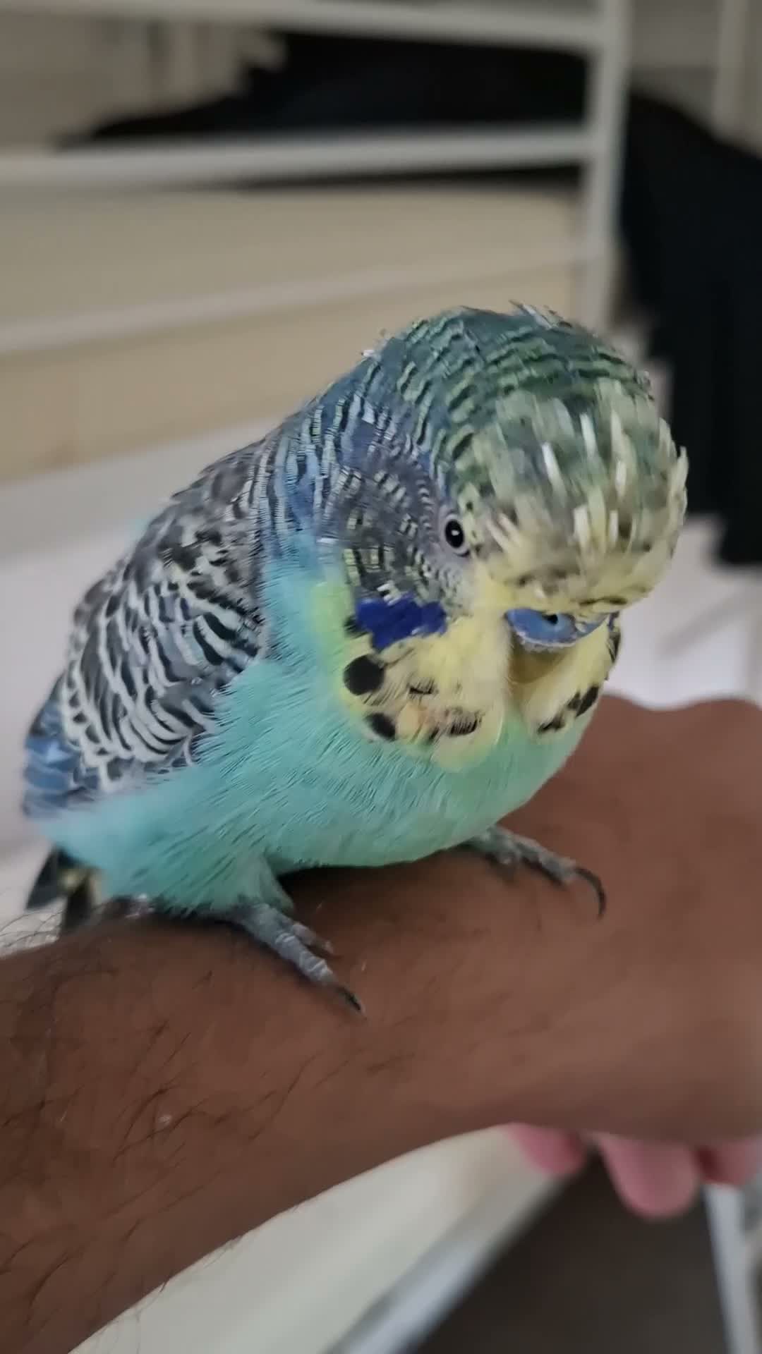 Budgerigars birds for sale: Silly tamed boy Budgie - Video 1