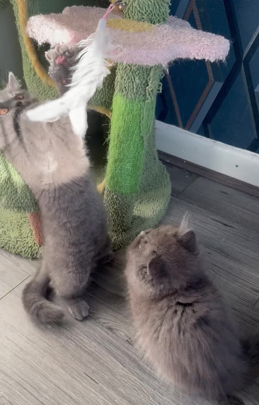 British Shorthair cats for sale: TICA Active British shorthair and longhair male in Bridgnorth - Video 1