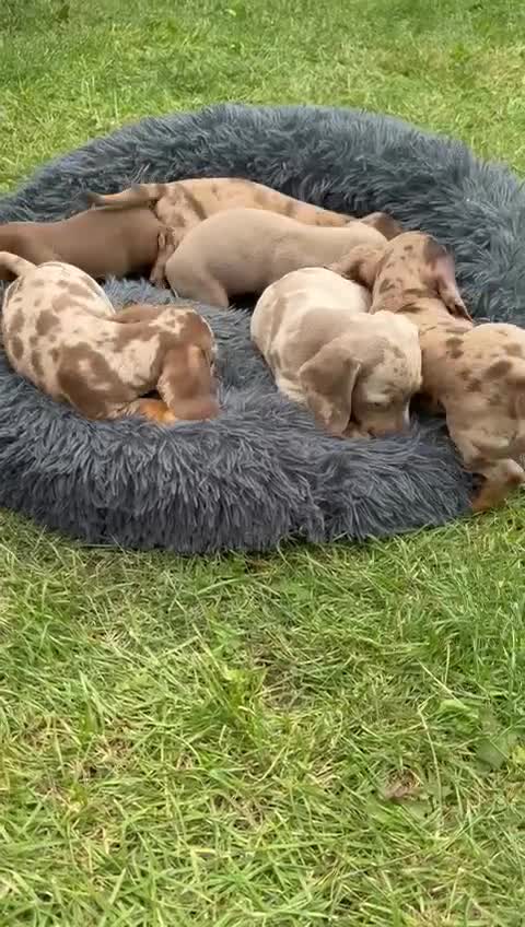 Miniature Dachshund dogs for sale: Miniature Dachshund Puppies - Video 1