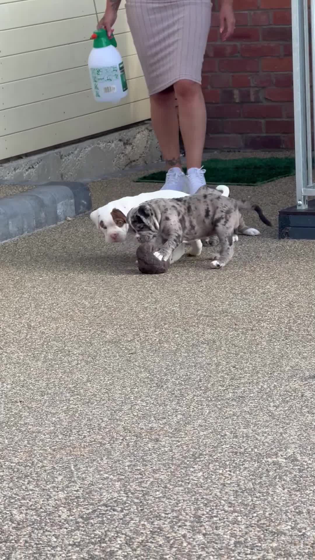 Olde English Bulldogge dogs for sale: Olde English Bulldogge puppies - Video 3