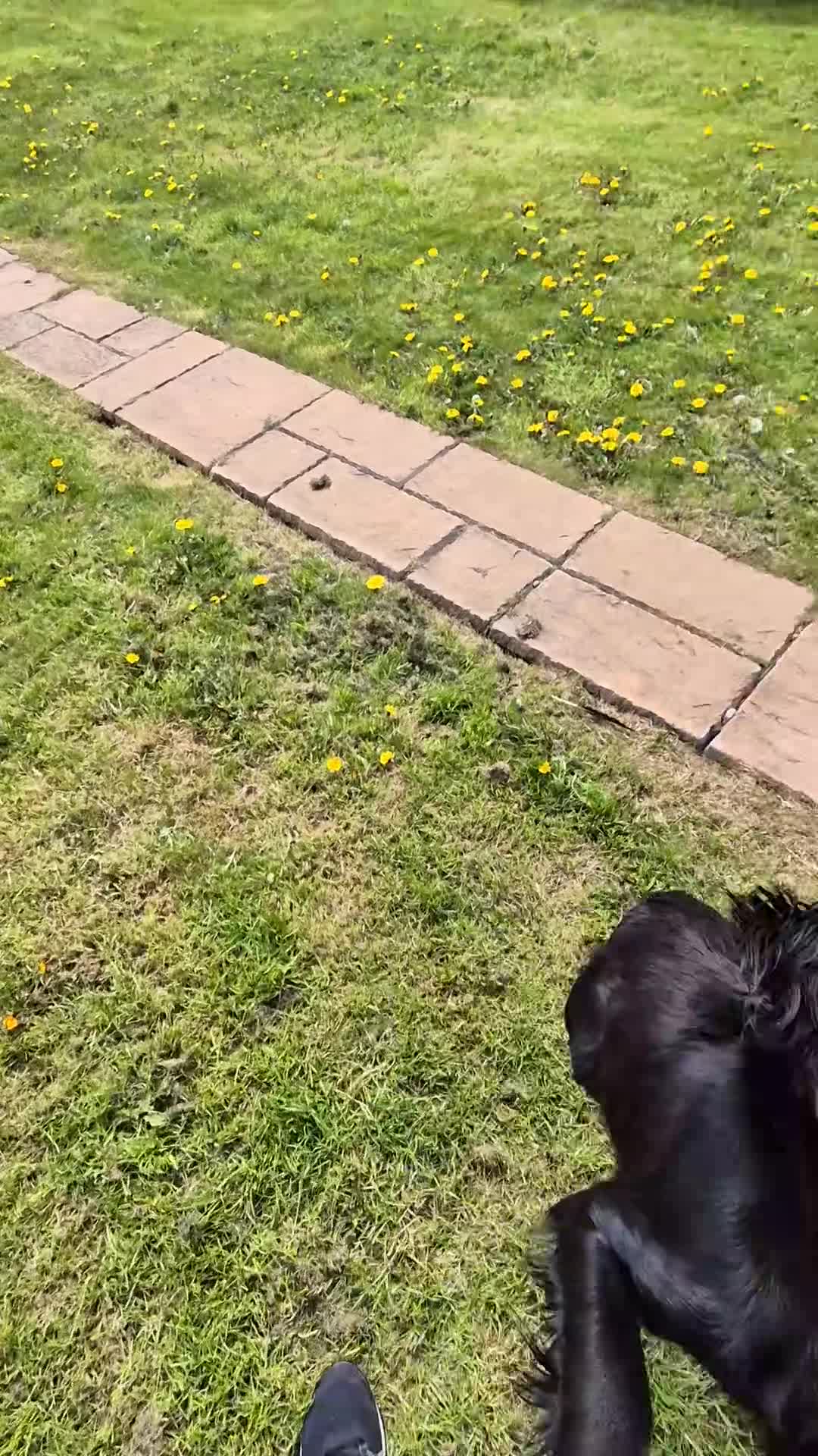 Cocker Spaniel dogs for sale: Cocker spaniel puppies - Video 1