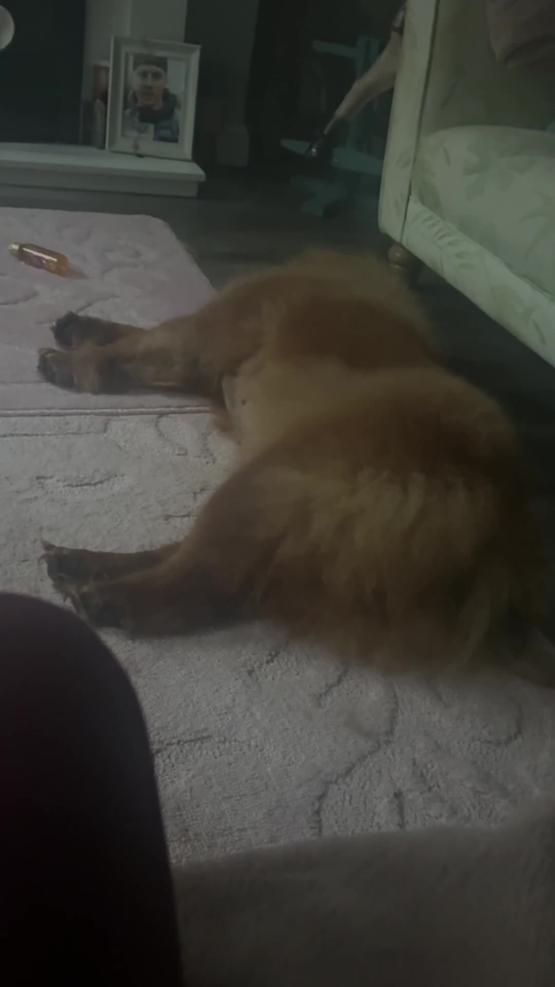 Chow Chow dogs for sale: Chow chow female  - Video 3