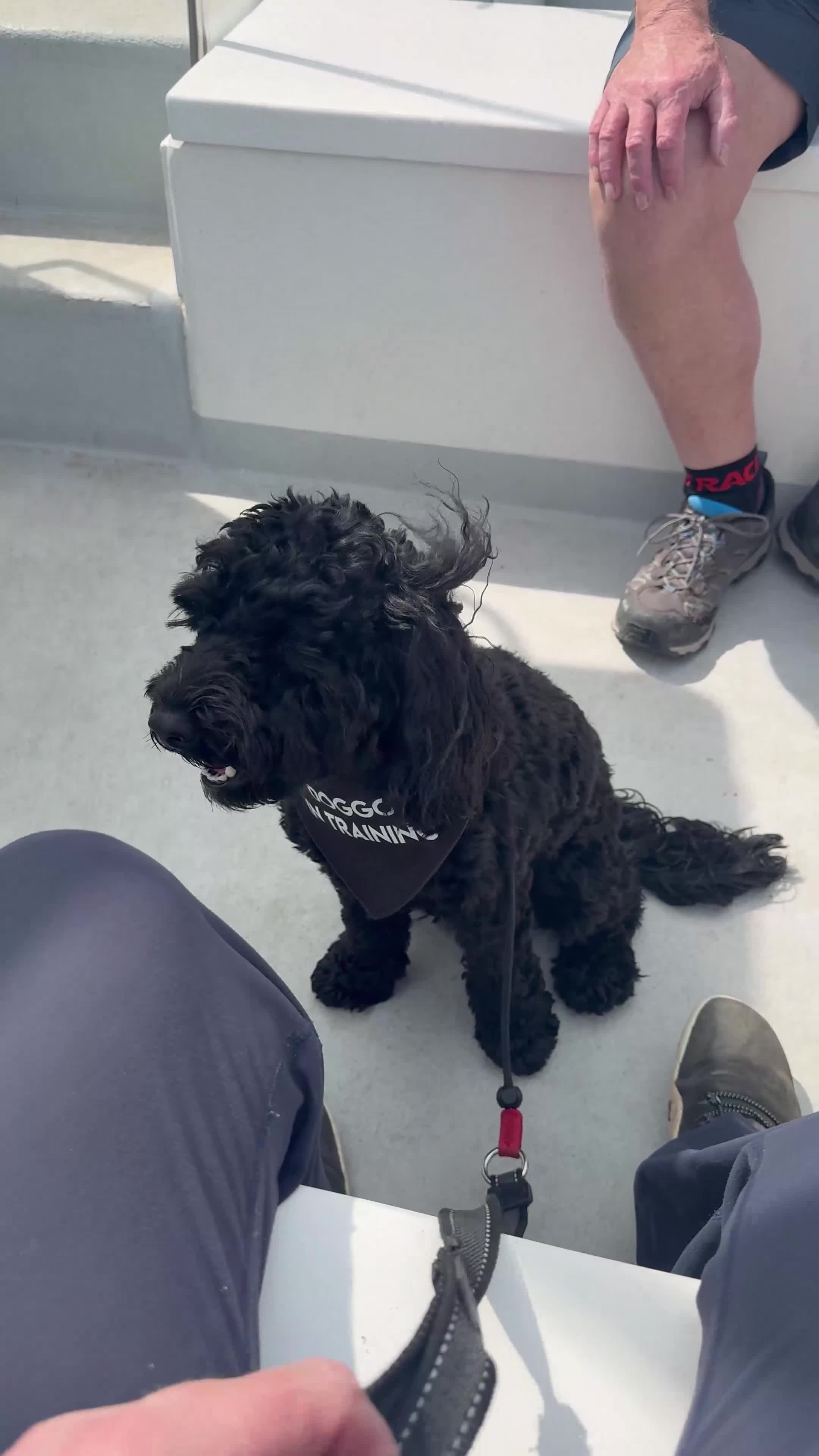 Cavapoo dogs for sale: Cavapoo, Cockapoo and Pood - Video 3