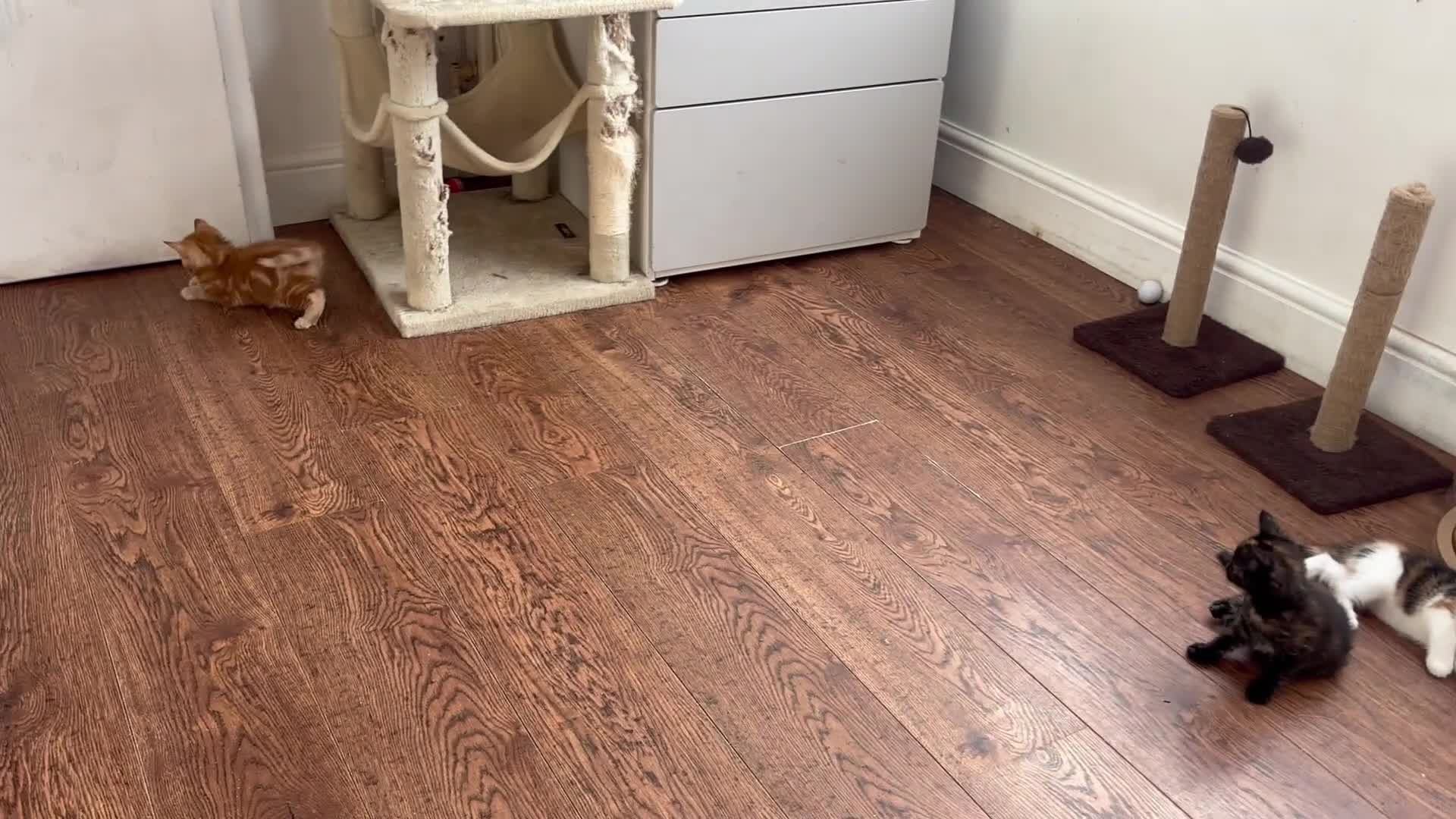 Mixed Breed cats for sale: 1/4 Maincoon dog friendly kittens - Video 3