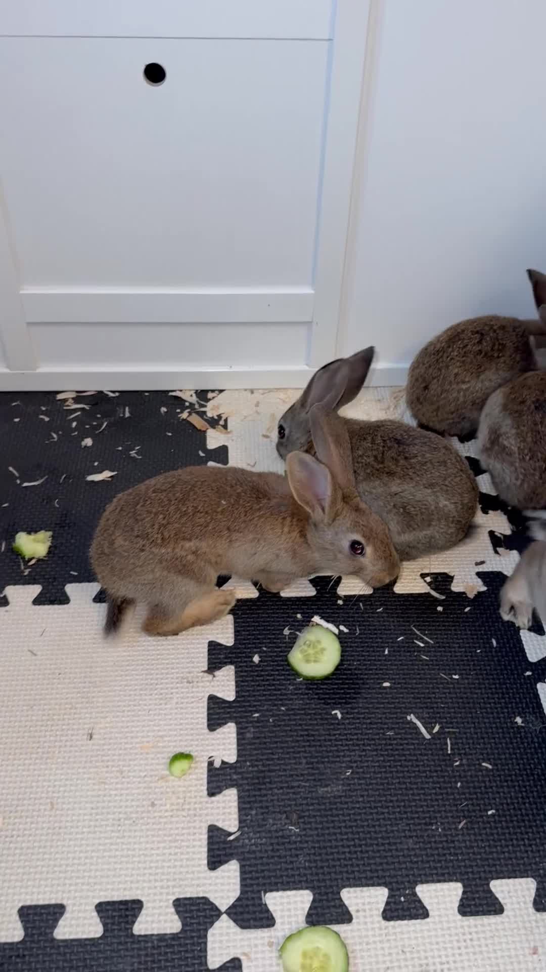 Belgian Hares rabbits for sale: Mixed Belgian hares - Video 1