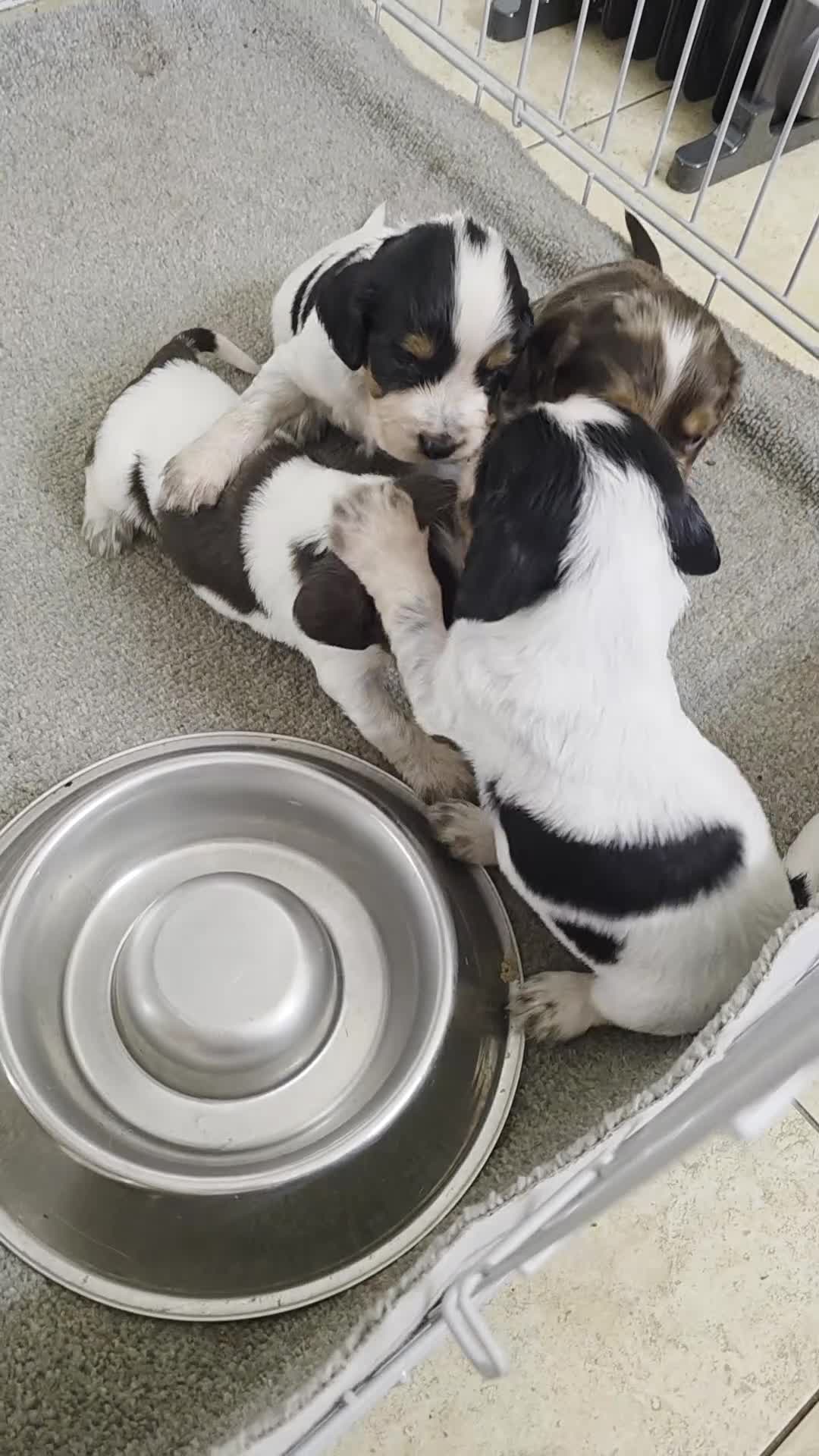 Cocker Spaniel dogs for sale: Kc registered mixed litter - Video 1