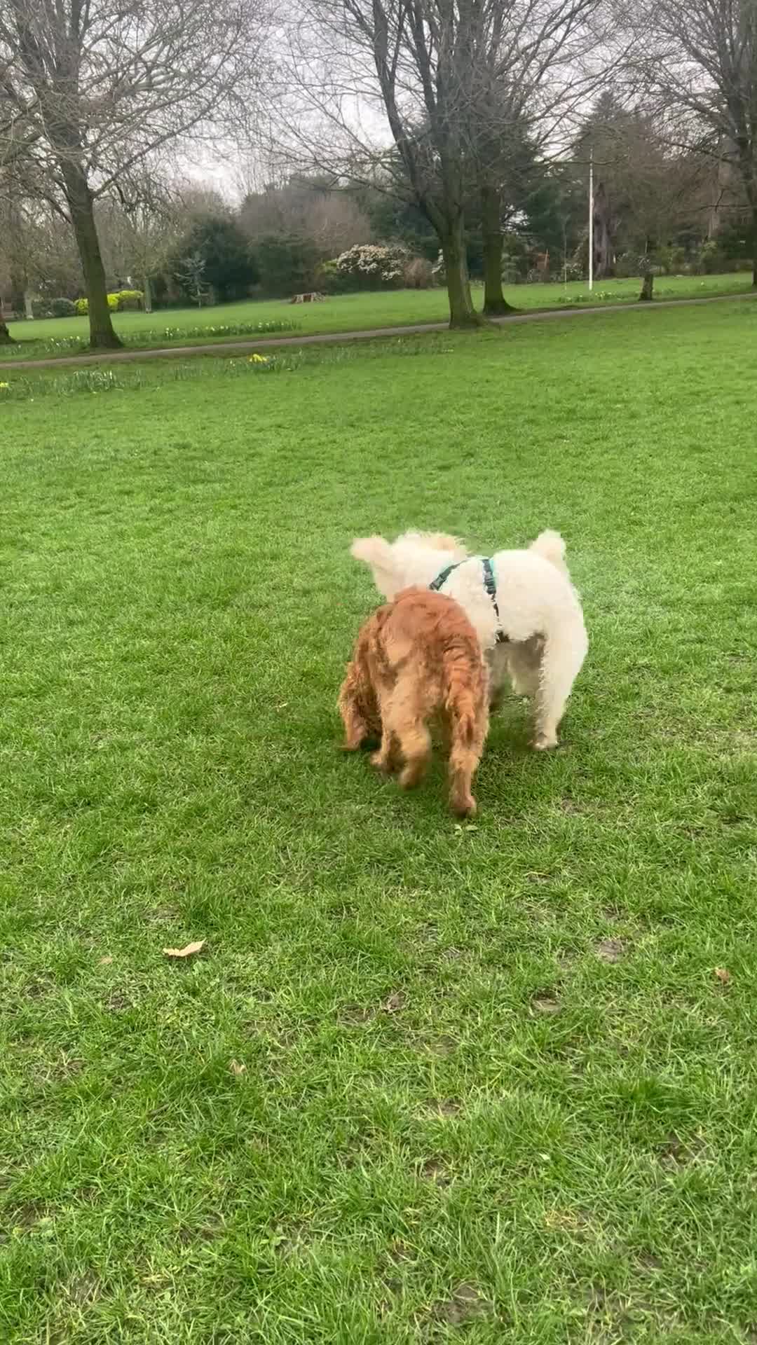 Cockapoo dogs for sale: Cockapoo puppy for sale - Video 1